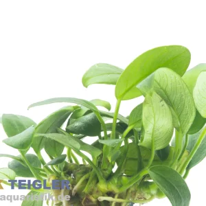 Highlight Bolang-Speerblatt, Anubias barteri nana "Bolang", im Topf